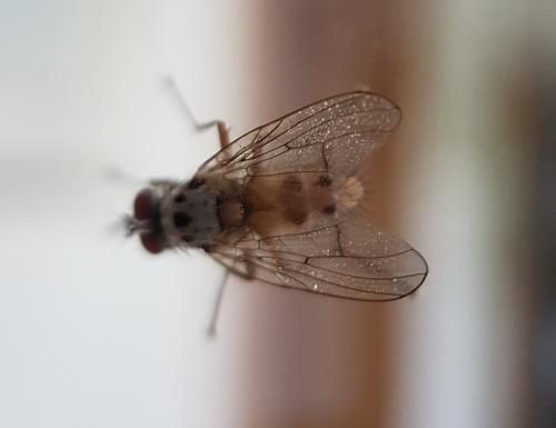 Helina clara